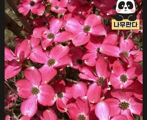 가성비최고 미산딸나무 베스트10