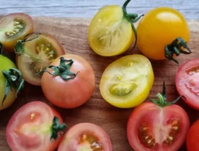 안사면 손해 오색 칵테일 토마토 5kg 1등 상품 가격비교와 후기 정리